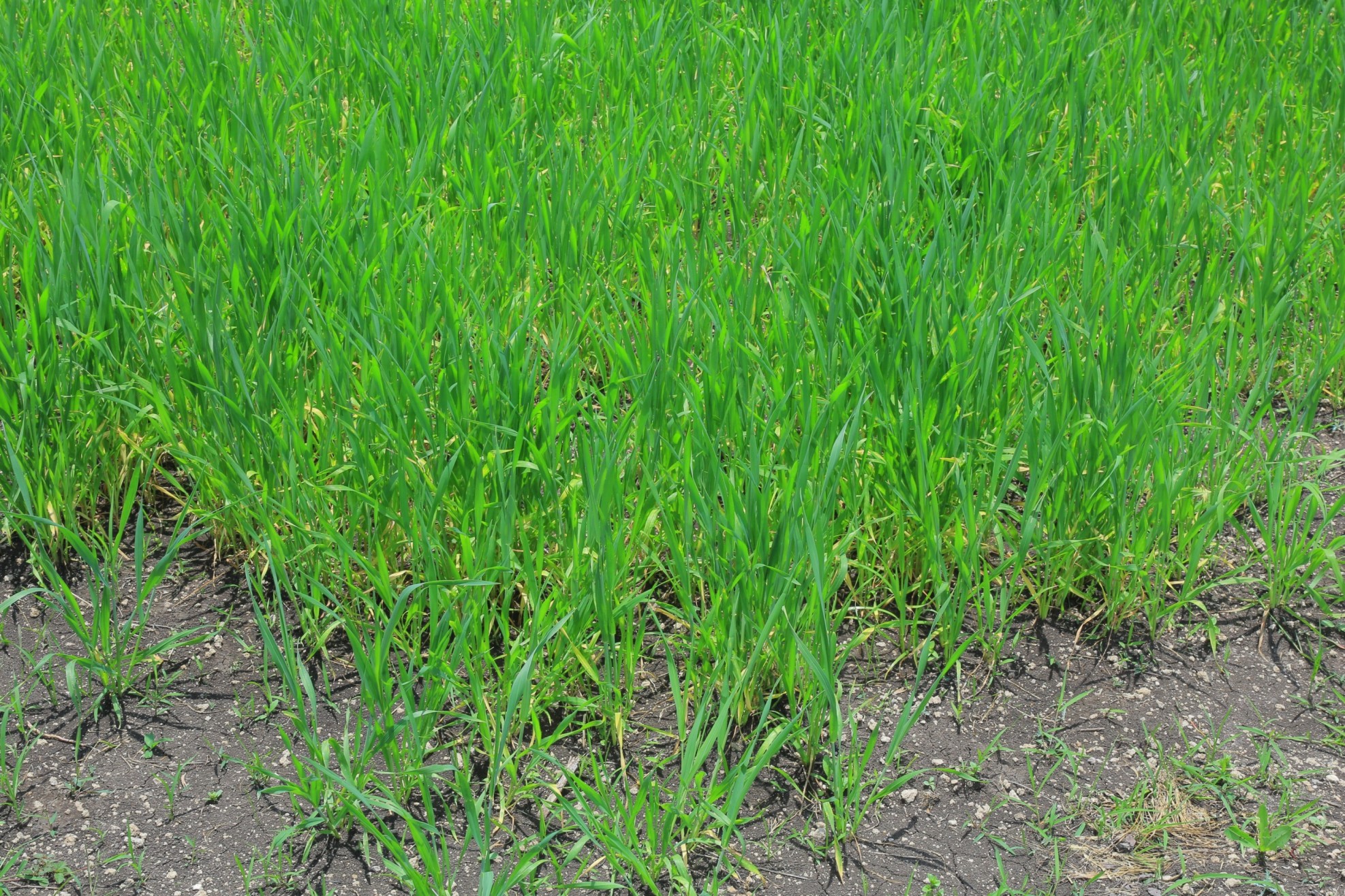 Nutrient Management Practices for Good Wheat Yields: Nitrogen